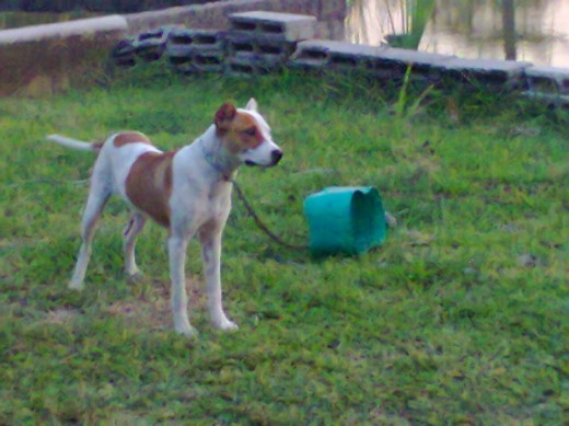 mi perro es cruza de un pitbull ingles y su mama una bulterrier, a el le gusta mucho jugar y es muy activo